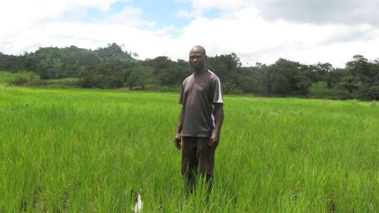 Man standing in rice field Sierra Leone