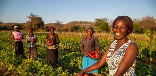 Zimbabwe. Five smiling women proudly show off their crop of red peppers.