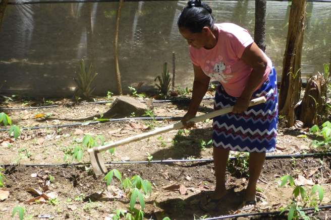 Woman tending crops in Honduras