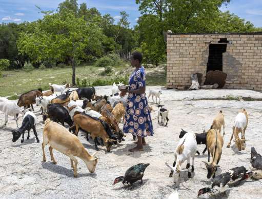 Woman feeding livestock in Zimbabwe